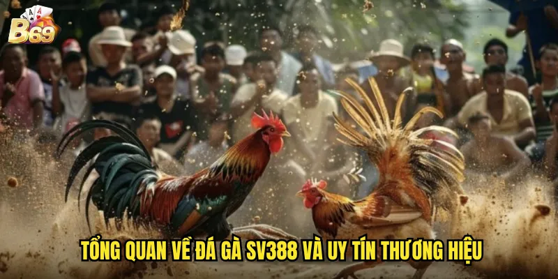 Tổng quan về đá gà SV388 và uy tín thương hiệu