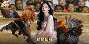 đá gà rừng