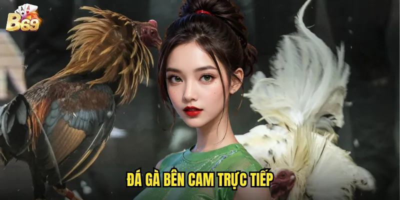 Đá Gà Bên Cam Trực Tiếp B69 - Trải Nghiệm Sân Chơi Campuchia Chất Lượng Cao 1 đá gà bên Cam trực tiếp