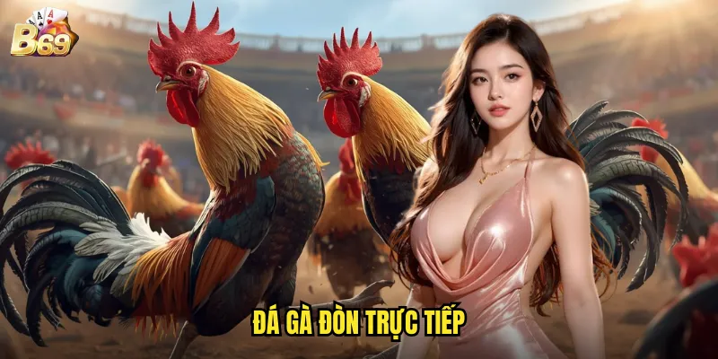 B69 Đá Gà Đòn Trực Tiếp - Cảm Giác Hồi Hộp Từng Giây Từng Phút 1 đá gà đòn trực tiếp