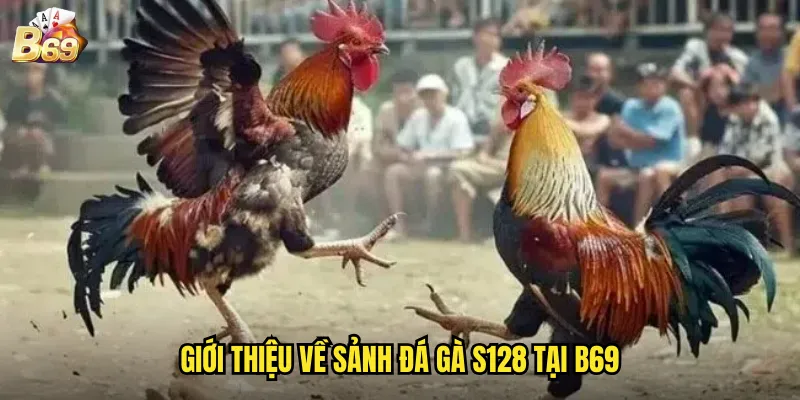 B69 Đá Gà S128 - Trải Nghiệm Đẳng Cấp Với Công Nghệ Tiên Tiến 2 Giới thiệu về sảnh đá gà S128 tại B69