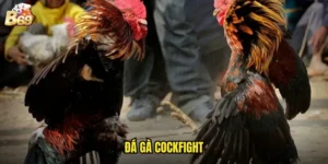 đá gà Cockfight