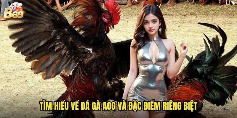 Trải Nghiệm Đá Gà AOG Tại B69 - Nền Tảng Cá Cược Chuyên Nghiệp 2 Tìm hiểu về đá gà AOG và đặc điểm riêng biệt